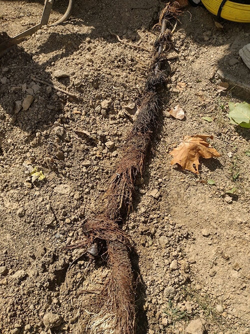 Tree root removal from a sewer in Mattoon