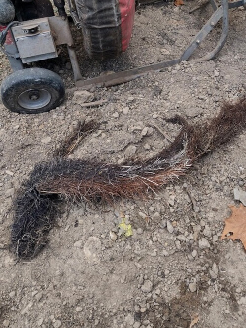 A tree root removed from a sewer in Mattoon by Genos